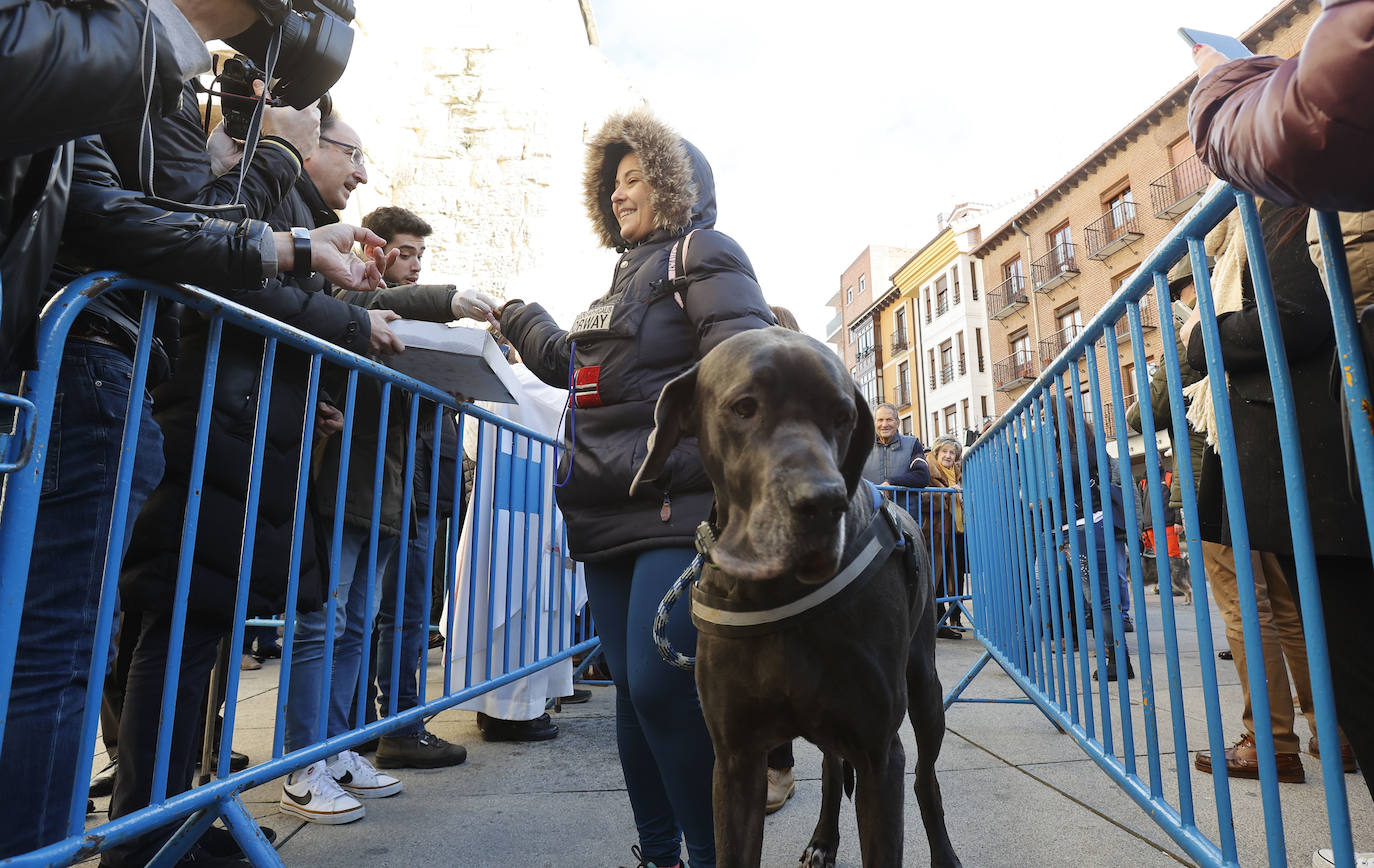 Fotos: Bendición de animales en Palencia