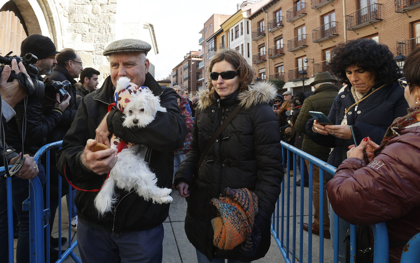 Fotos: Bendición de animales en Palencia