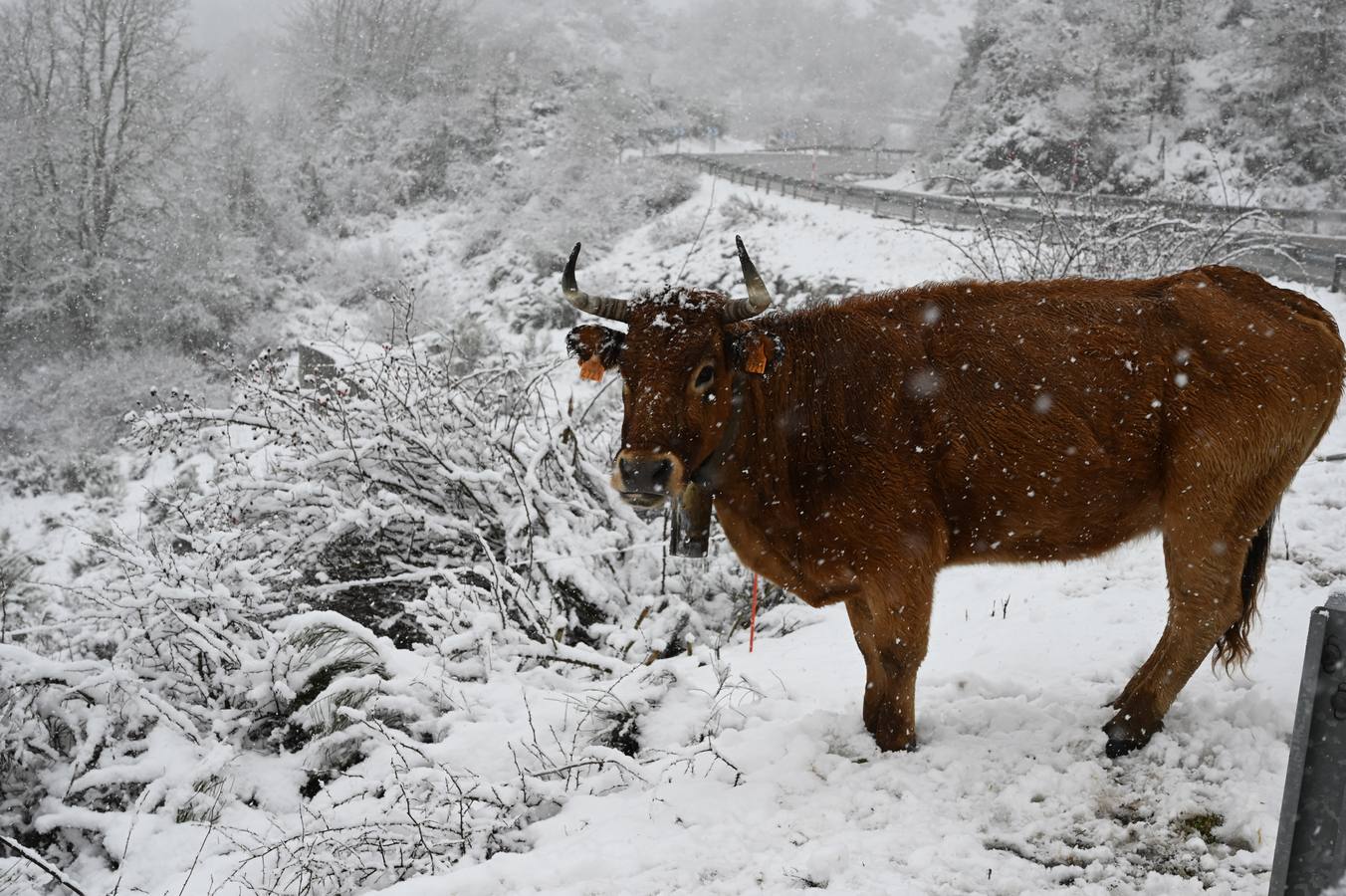 Una vaca pasta en un prado completamente cubierto de nieve, en Riaño.