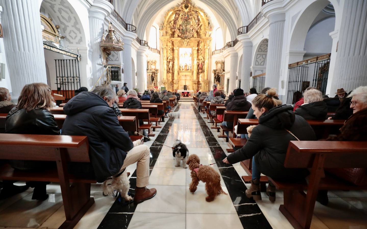 Fotos: Bendición de animales por San Antón en Valladolid
