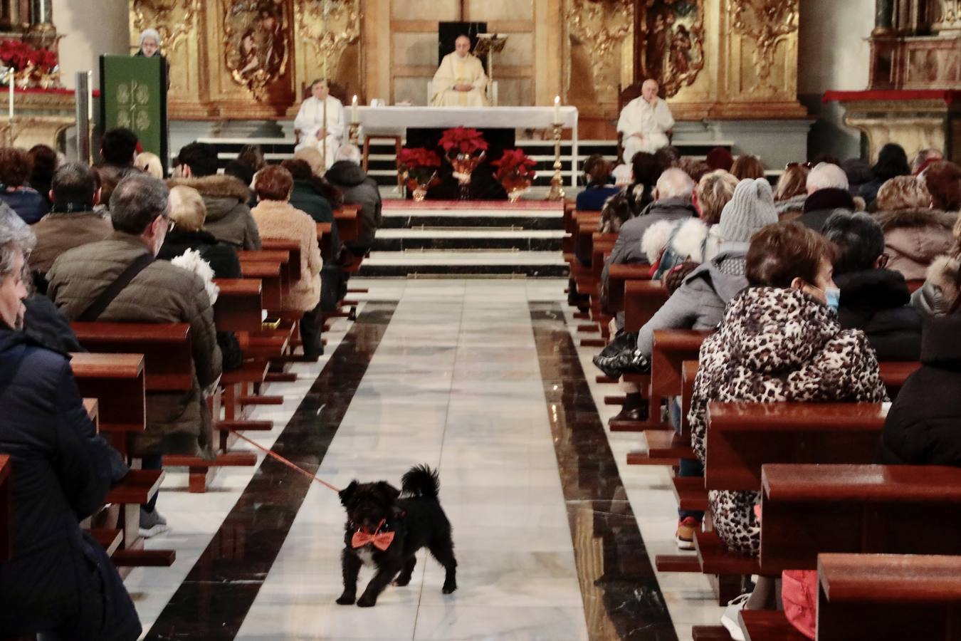 Fotos: Bendición de animales por San Antón en Valladolid