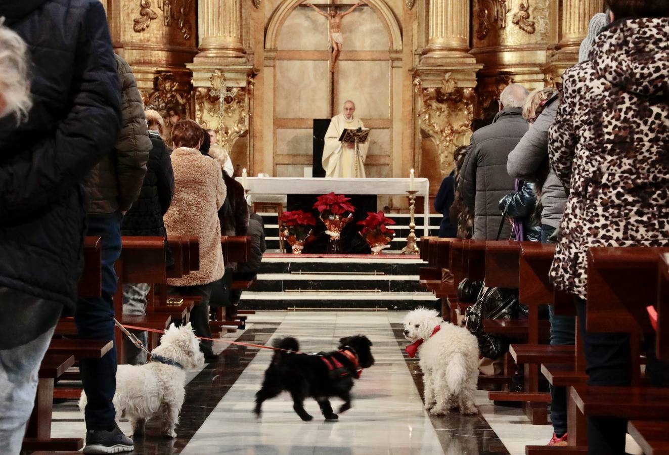 Fotos: Bendición de animales por San Antón en Valladolid