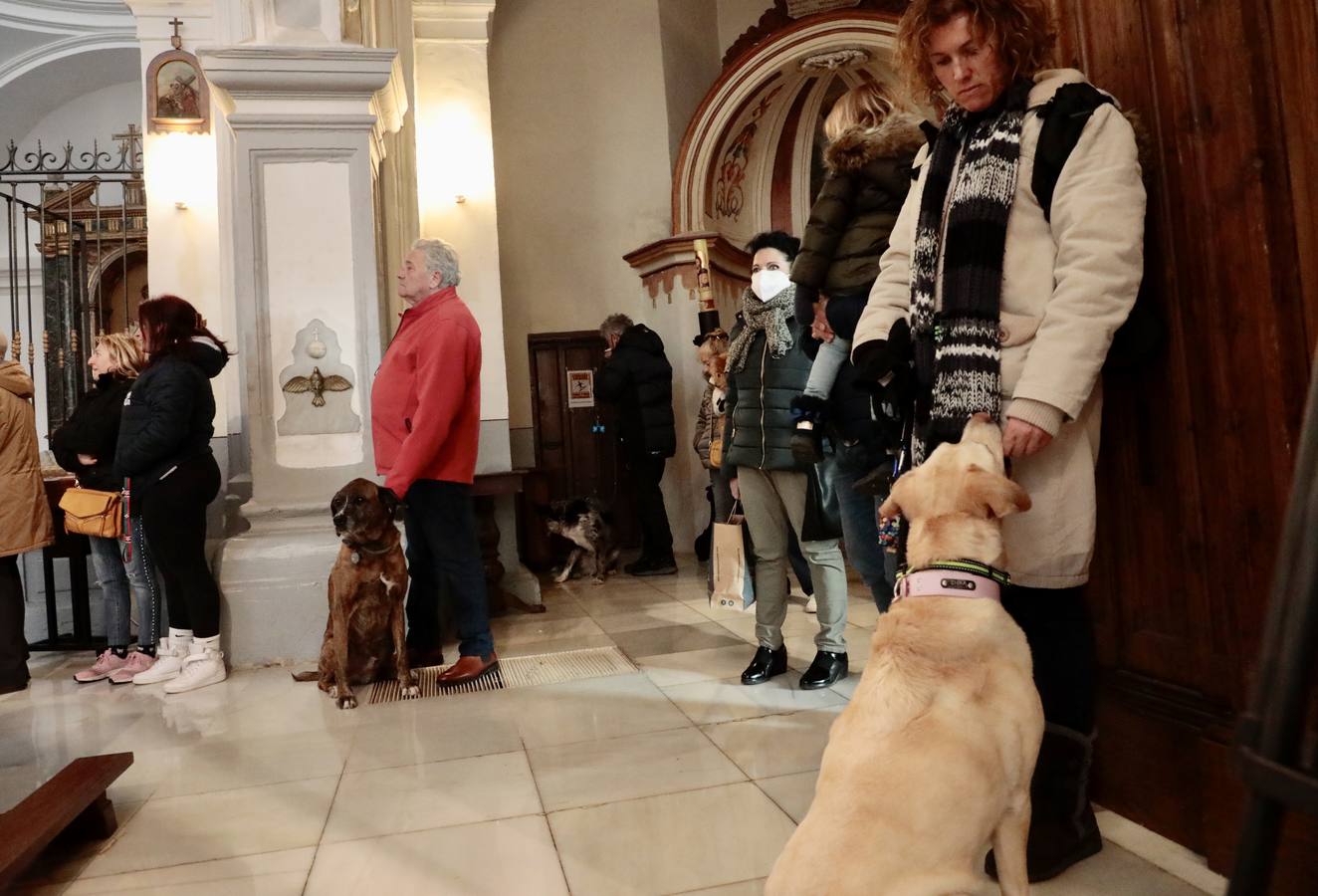 Fotos: Bendición de animales por San Antón en Valladolid