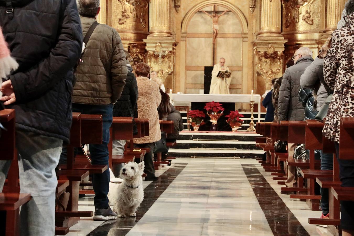 Fotos: Bendición de animales por San Antón en Valladolid