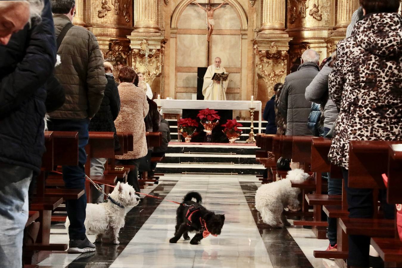 Fotos: Bendición de animales por San Antón en Valladolid