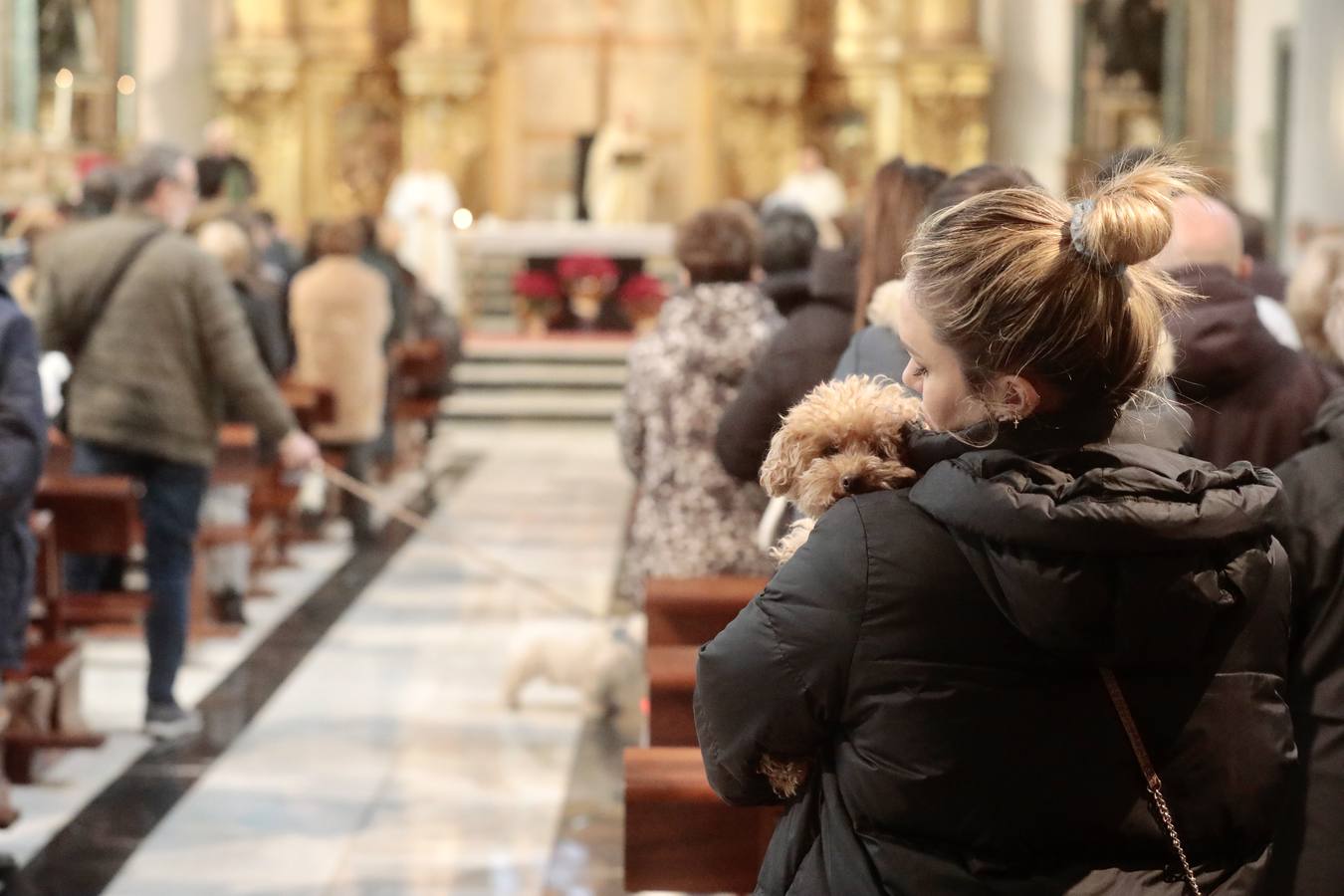 Fotos: Bendición de animales por San Antón en Valladolid