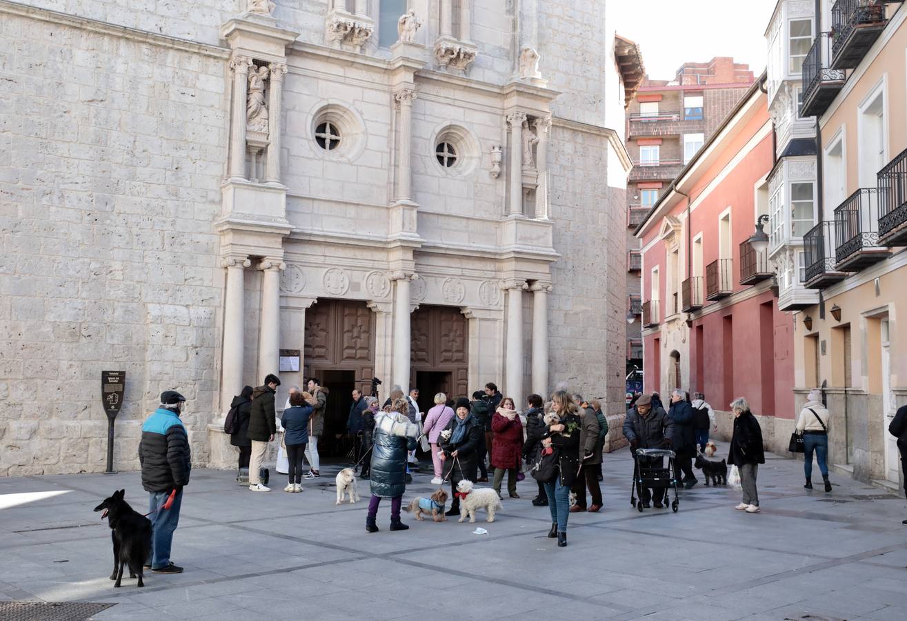 Fotos: Bendición de animales por San Antón en Valladolid