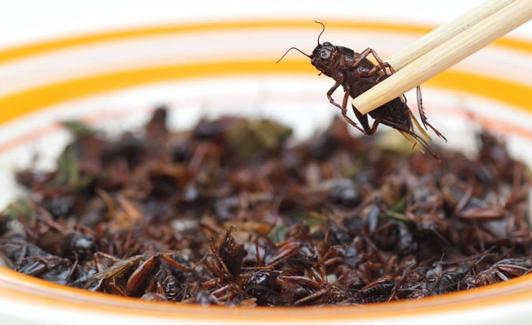 Insectos cocinados para un nuevo plato.