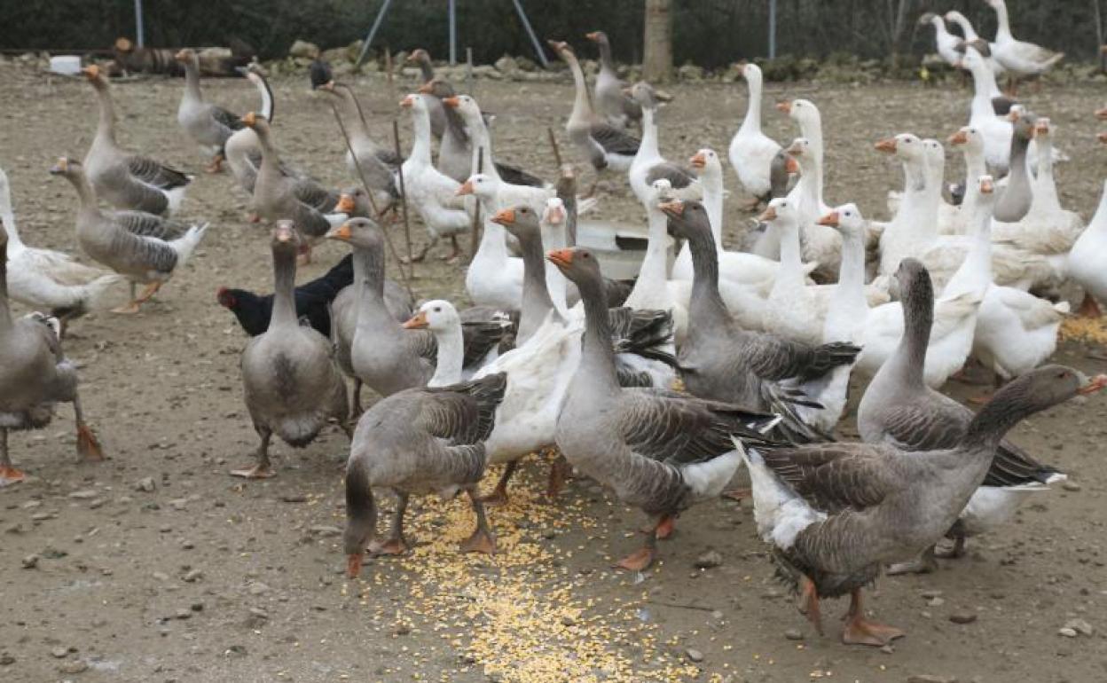 Ocas en una granja. 