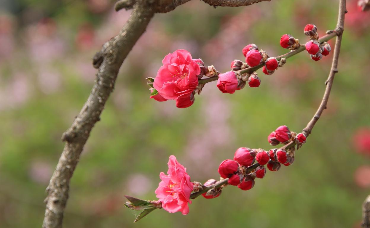 Flor de melocotonero.