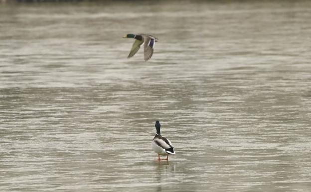 Un pato posado sobre la lámina de agua de la laguna congelada de Laguna de Duero. 