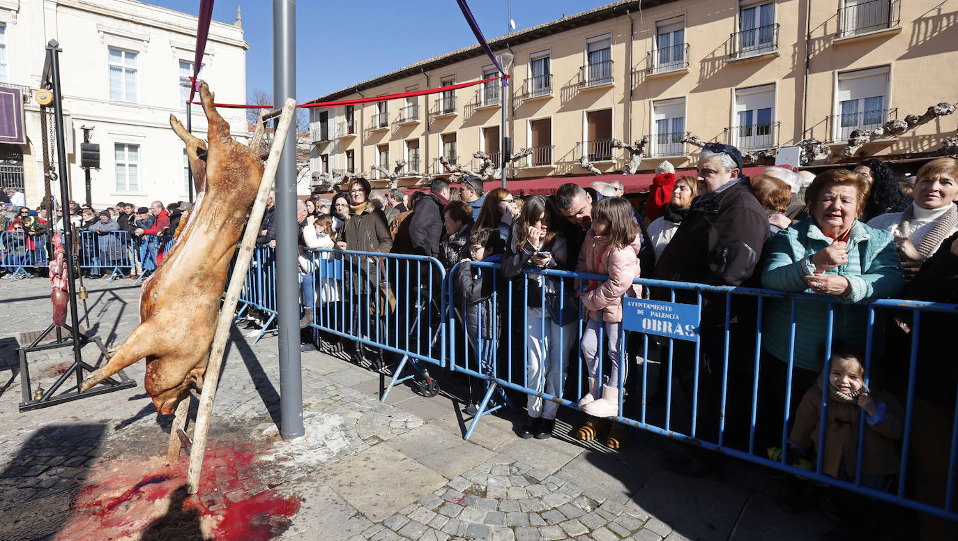 El quemado y despiece del cerdo, la degustación de chichurro y el concurso de cocina en directo de Platos del Cerdo colman de actividades la Plaza Mayor