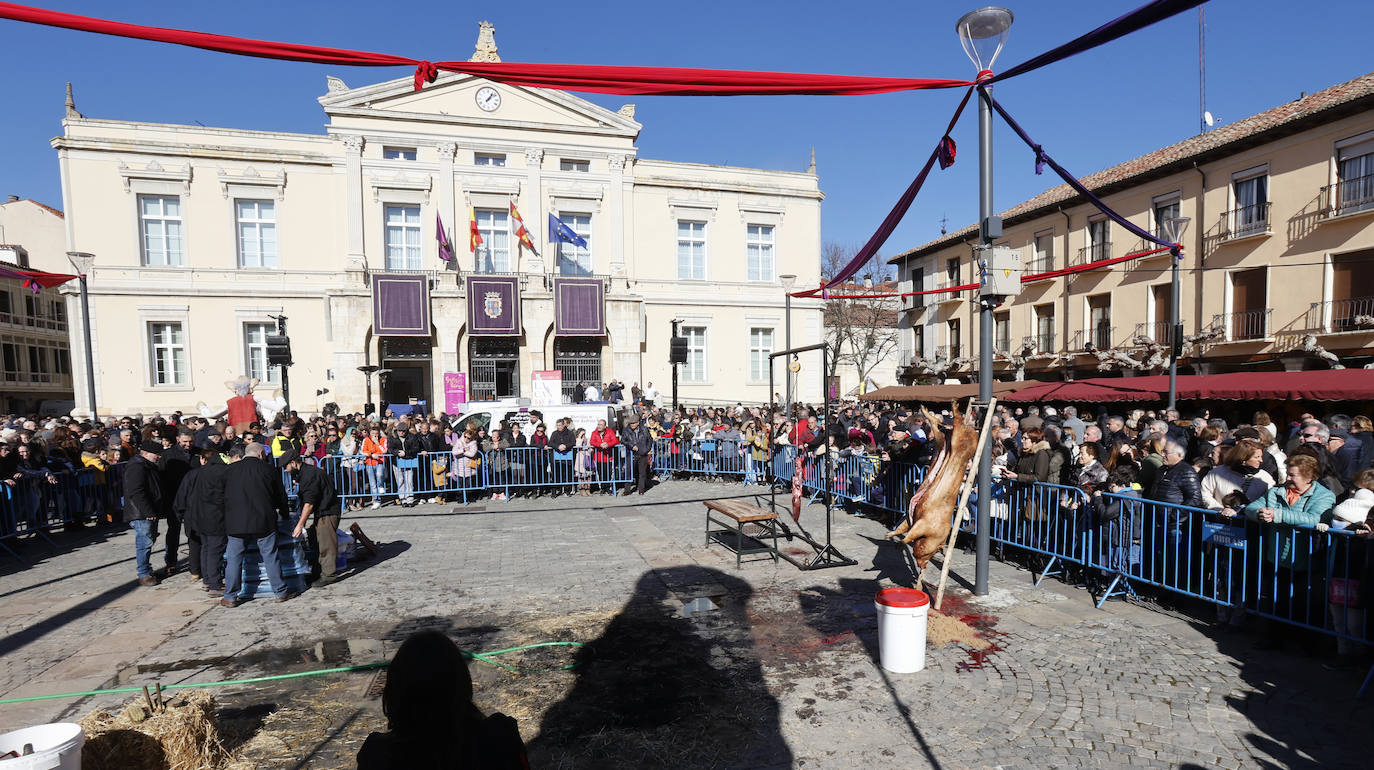 El quemado y despiece del cerdo, la degustación de chichurro y el concurso de cocina en directo de Platos del Cerdo colman de actividades la Plaza Mayor