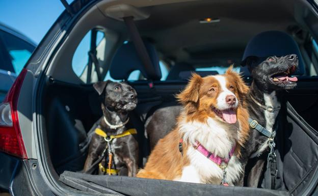 La multa de la DGT por viajar con un perro de forma inadecuada