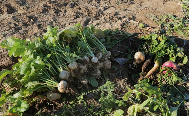 Nabos cultivados en Ribas de Campos.