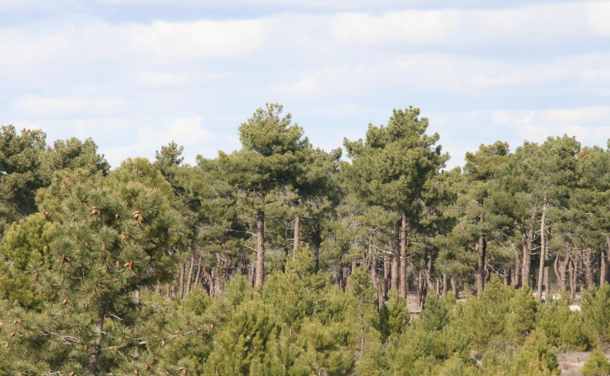 Pinar de la Comunidad de Villa y Tierra de Cuéllar.