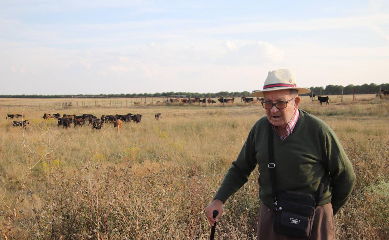 Luis de la Viuda con las reses de Victoriano del Río al fondo 
