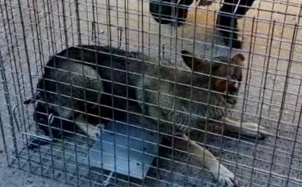 Capturado en Herrera el perro lobo checo suelto por Aldeamayor