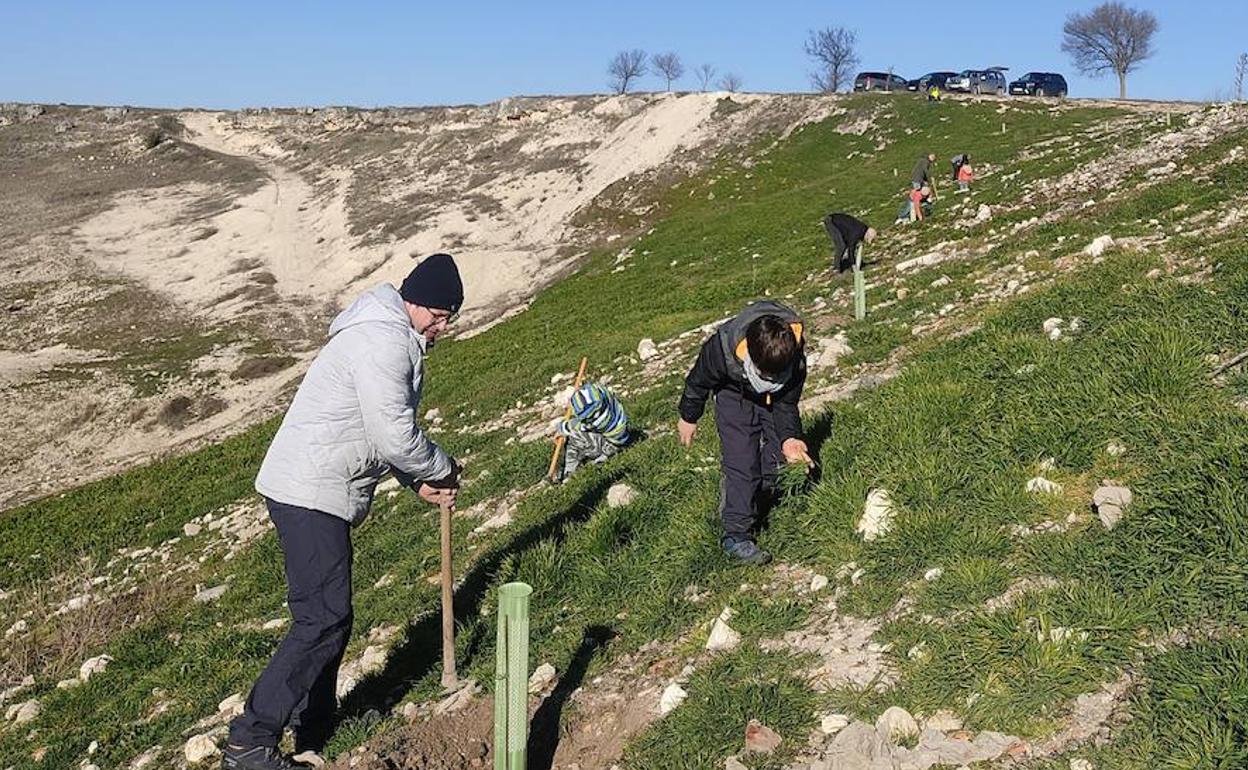 Participantes en la plantación realizada este sábado en Las Lomas. 