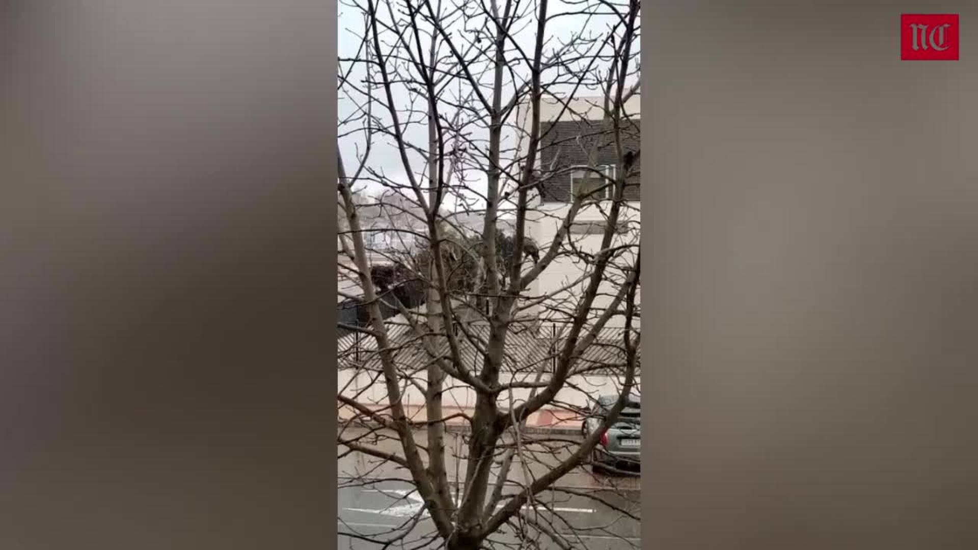 Tres palomas ven nevar en Arroyo de la Encomienda