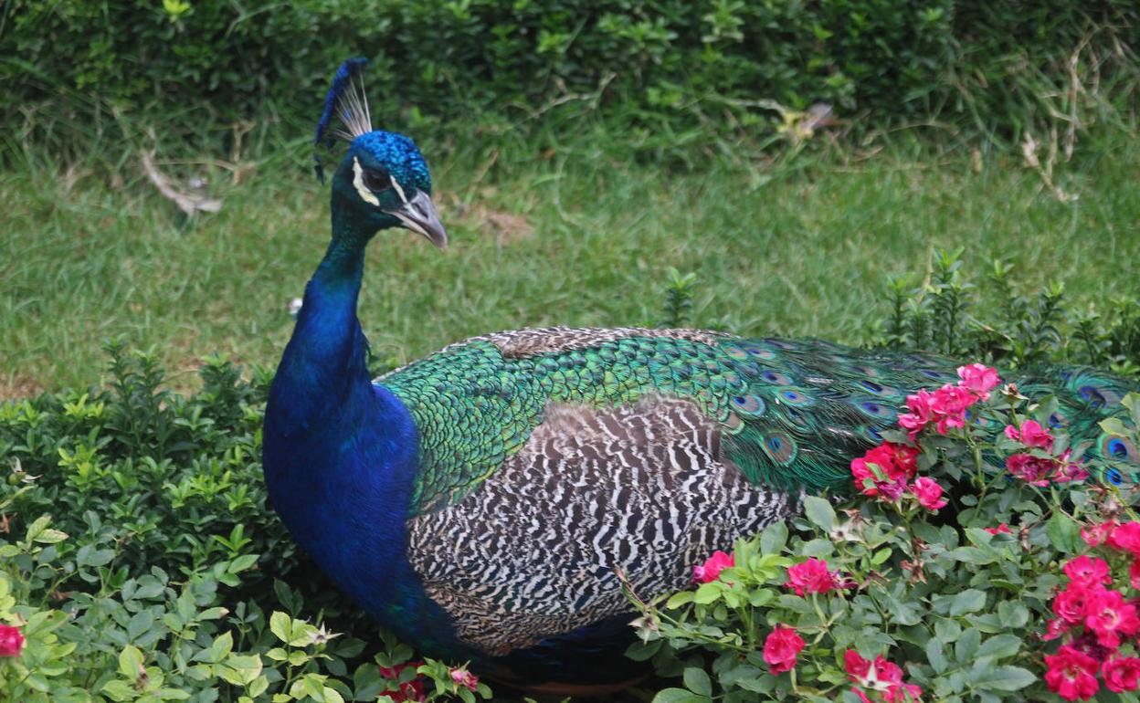 Un pavo real en los jardines de Campo Grande. 