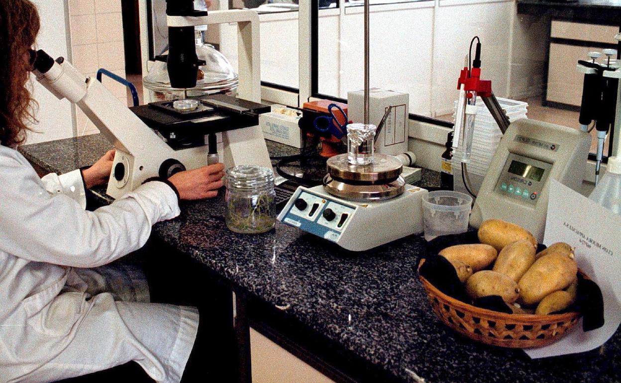 Laboratorio de experimentación agricola de Villalonquejar, que desarrolla nuevas variedades de patata de siembra. 