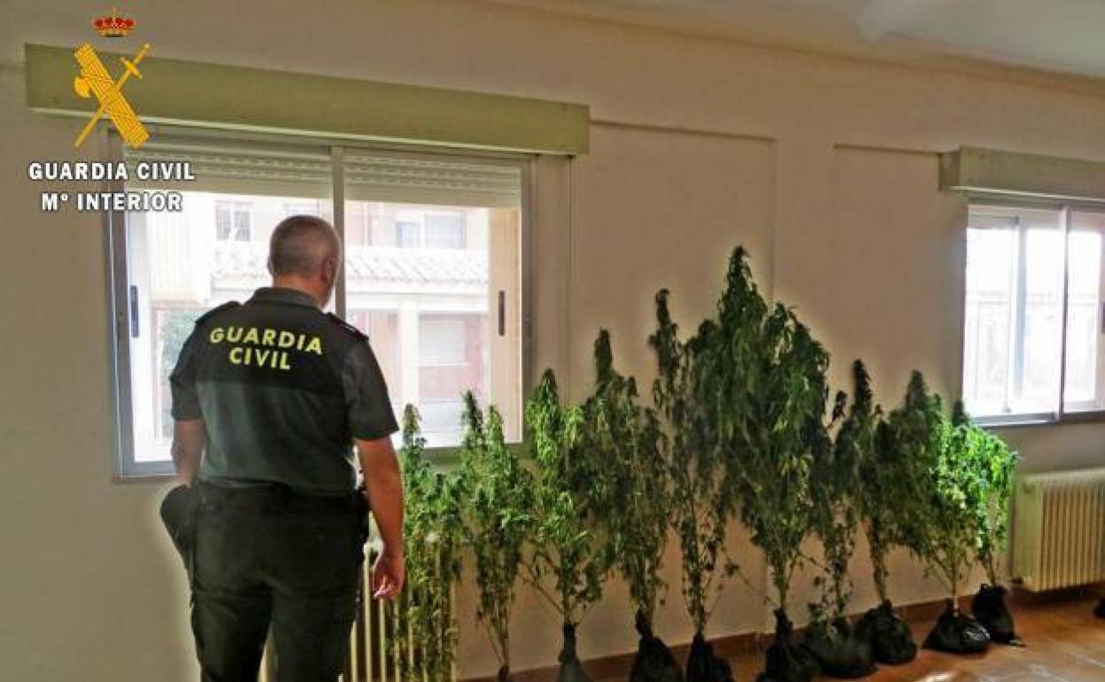 Plantas incautadas en Villamediana. 