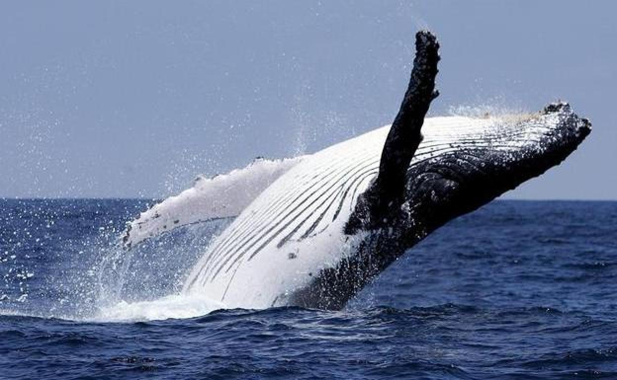 Imagen de una ballena jorobada en alta mar.