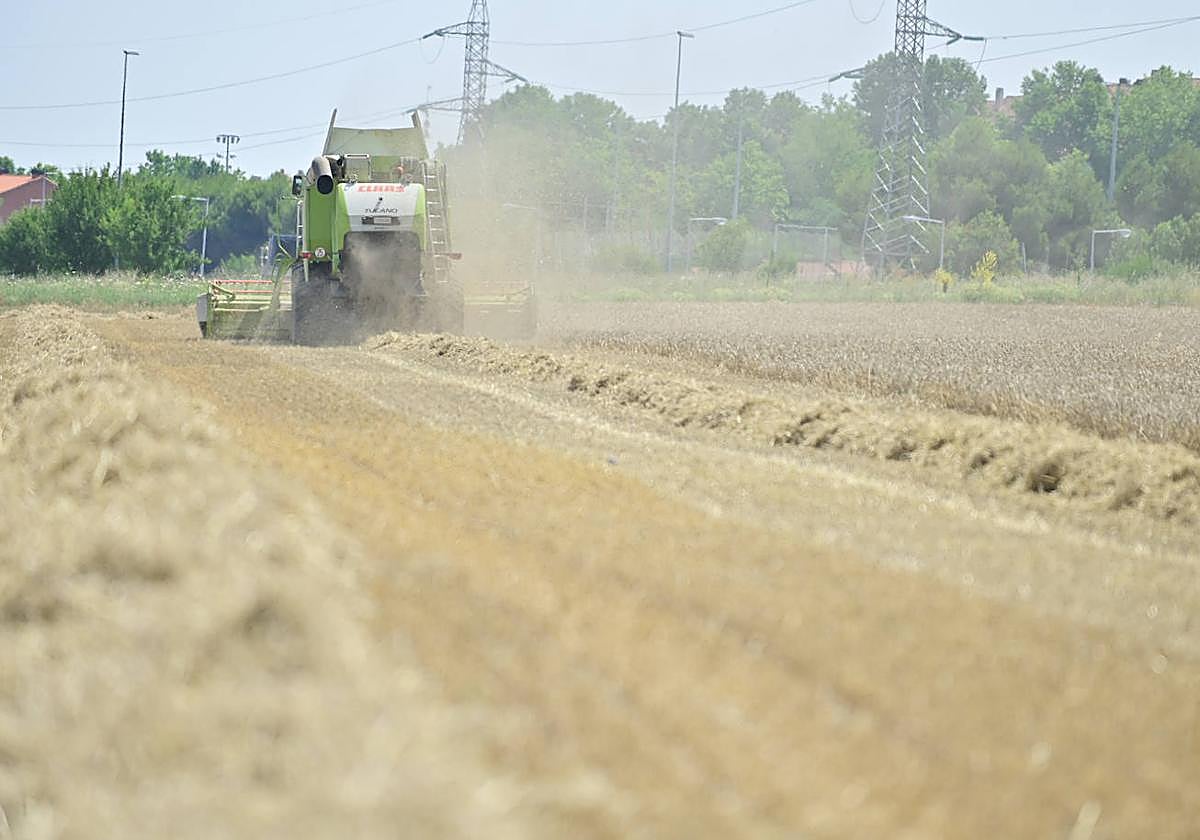 Siega de cereal esta pasada campaña.