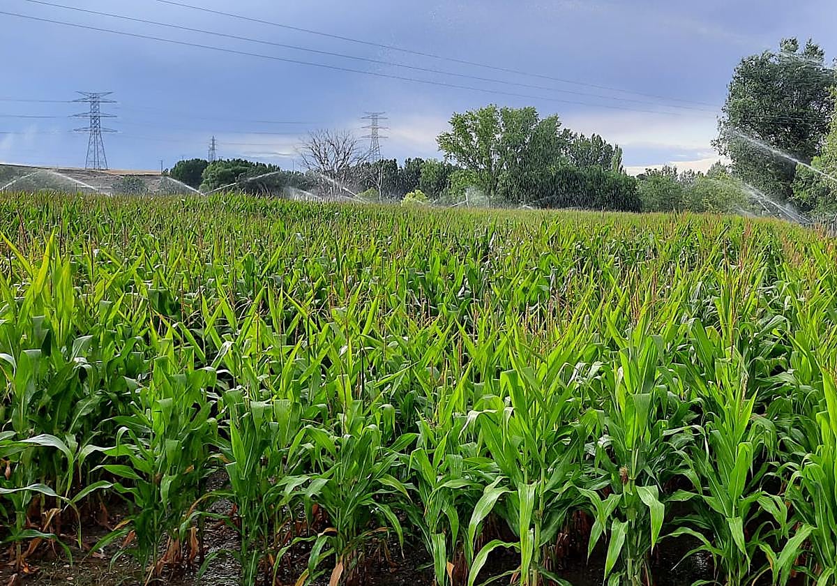 Superficie de maíz.