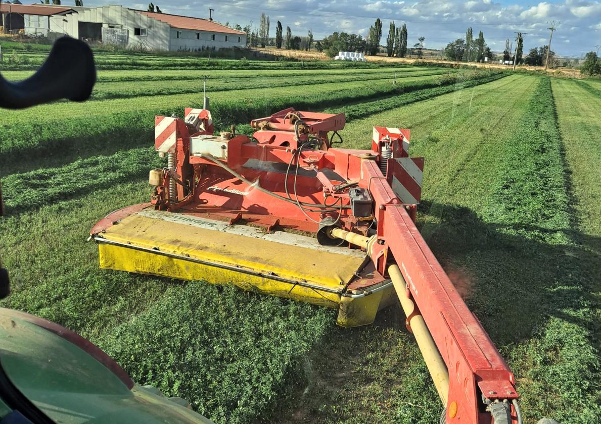 Siega de alfalfa.