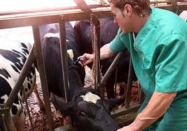 Un veterinario administra la vacuna contra la lengua azul a una vaca.