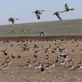 Cinco mil aves pasan el invierno en las lagunas de Boada y Pedraza