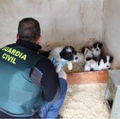 Un investigado por mutilar a siete cachorros en Villa y Tierra de Pedraza