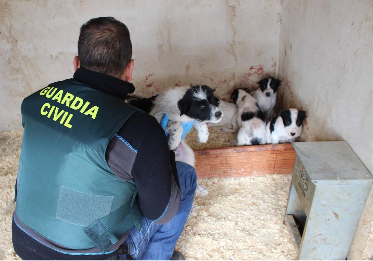 Un agente de la Guardia Civil, junto a los cachorros mutilados.