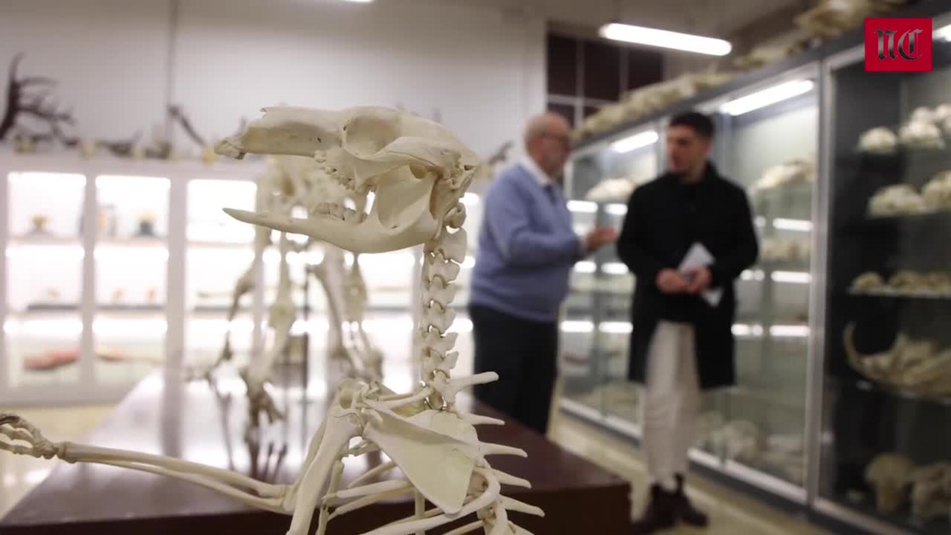 Las cabezas de un rinoceronte y un hipopótamo, en el museo de la UVA