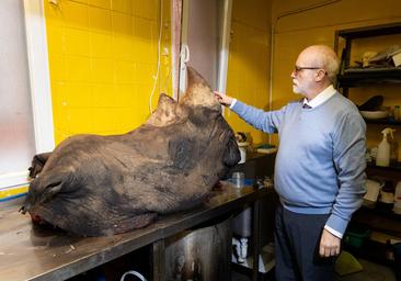 El último destino del rinoceronte Cirilo: investigadores y alumnos estudiarán su cráneo en la UVA