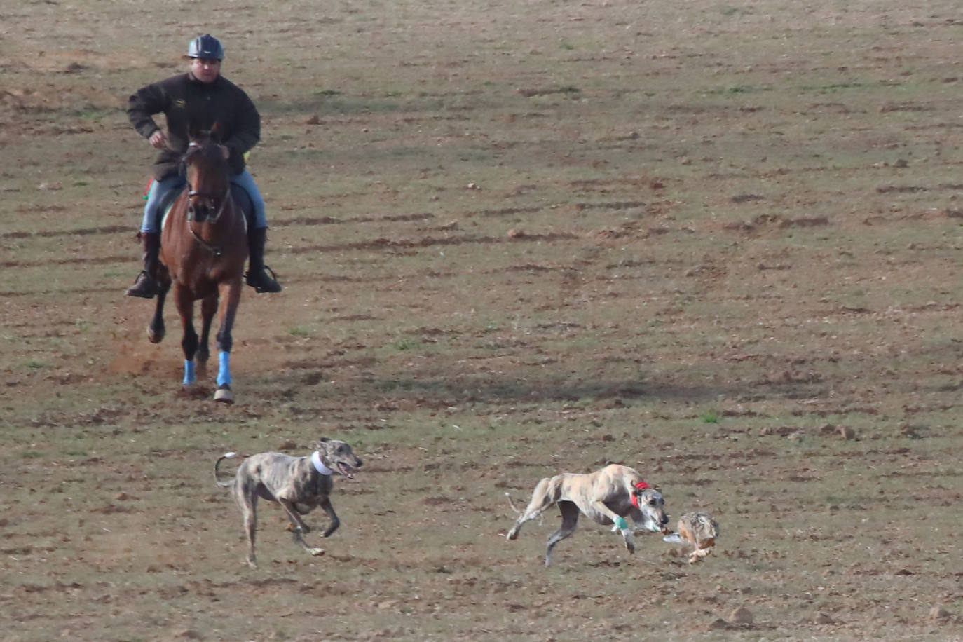 La segunda jornada de octavos del Campeonato de España de Galgos, en imágenes