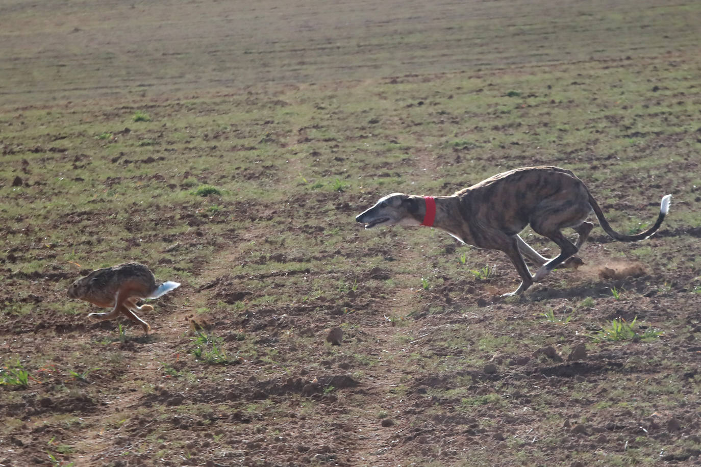 La segunda jornada de octavos del Campeonato de España de Galgos, en imágenes