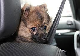 Un perro en el interior de un vehículo.