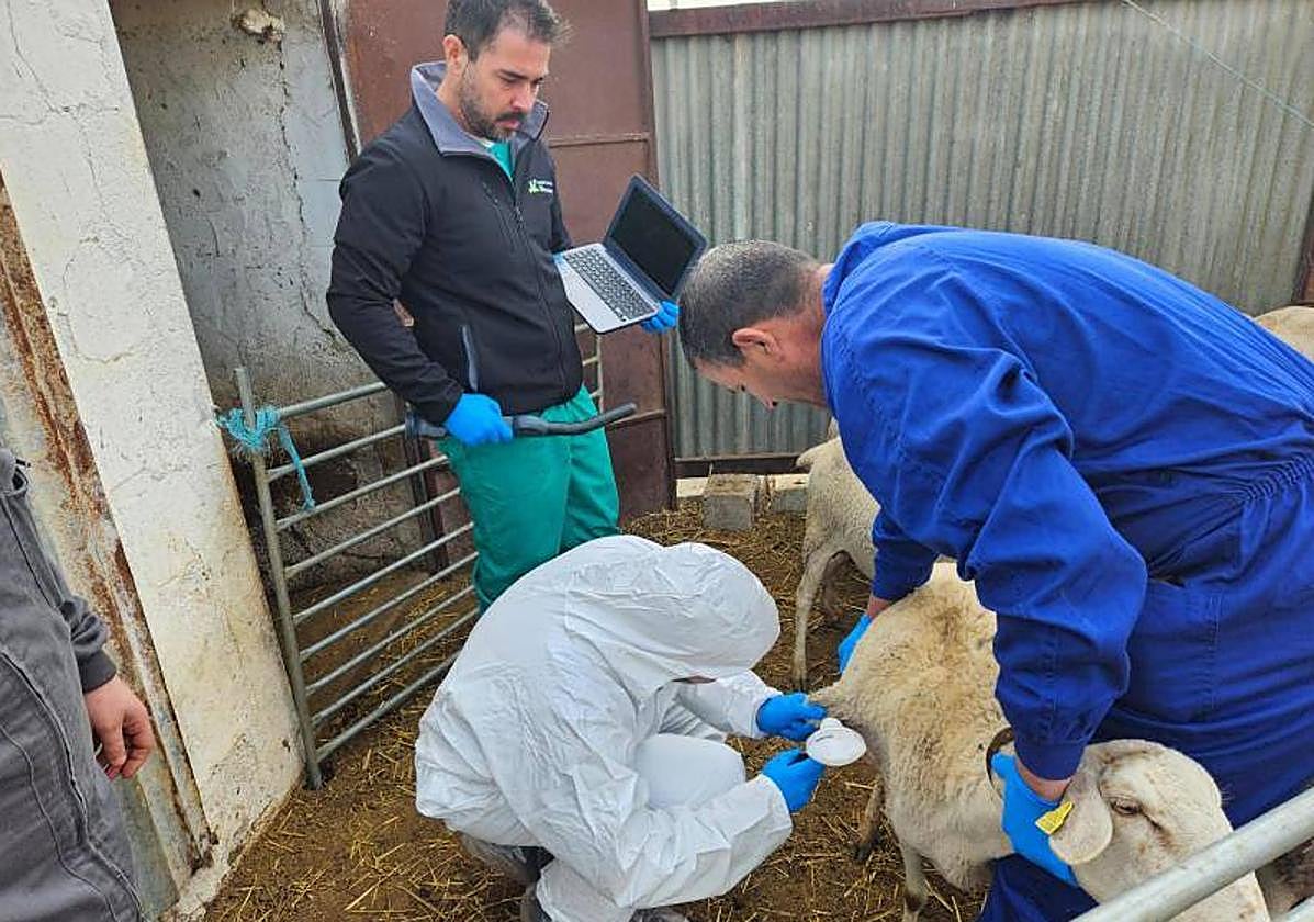 Veterinarios en una explotación ovina.