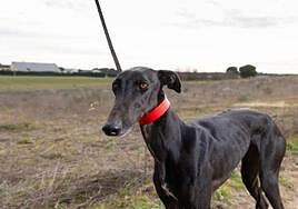 Yenka de Kade, que se medirá a Leyenda de Retumba en la jornada de cuartos de final.