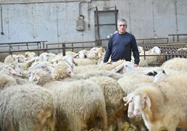 Juan José Casado, con las últimas ovejas que quedan en su explotación de Villamarciel, Valladolid.