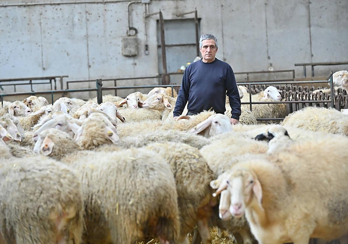 Juan José Casado, con las últimas ovejas que quedan en su explotación de Villamarciel, Valladolid.