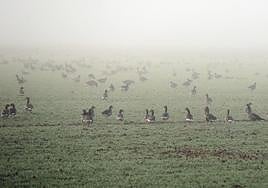 Ánsares en las inmediaciones de una laguna en Fuentes de Nava, en la provincia de Palencia.