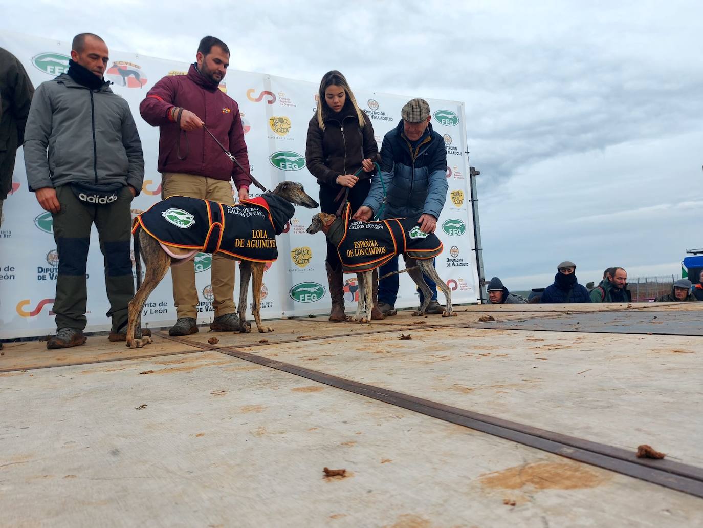 La jornada del sábado en el Campeonato de España de Galgos, en imágenes