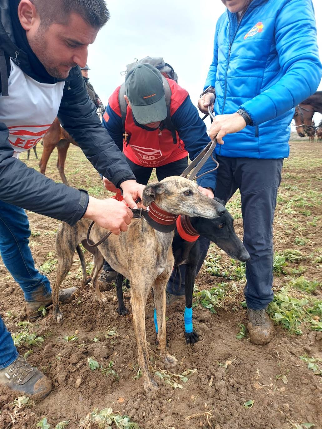 La jornada del sábado en el Campeonato de España de Galgos, en imágenes