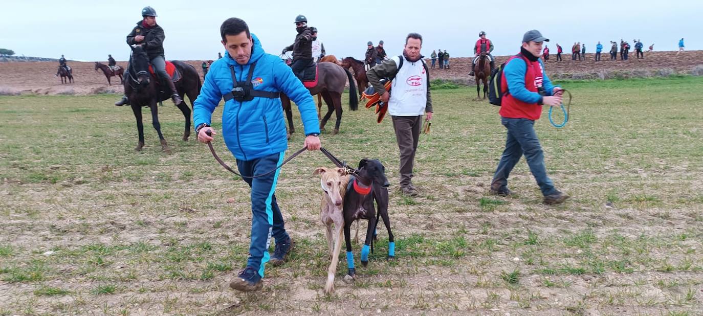 La jornada del sábado en el Campeonato de España de Galgos, en imágenes