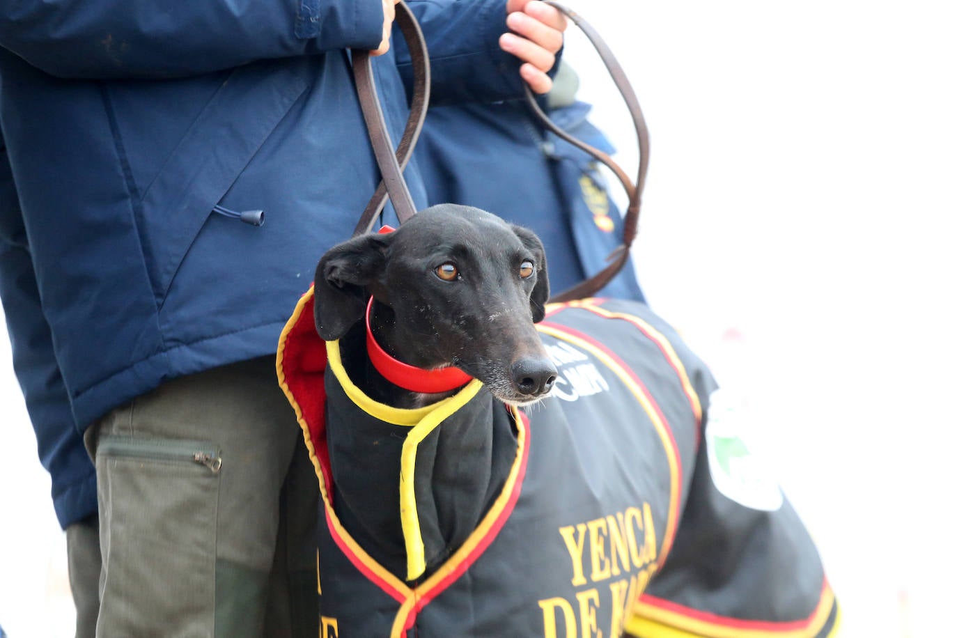 La primera jornada de cuartos de final del Campeonato Nacional de Galgos, en imágenes
