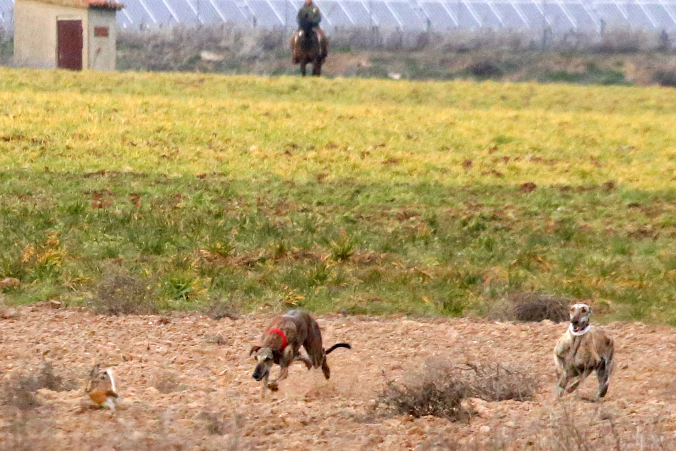 La primera jornada de cuartos de final del Campeonato Nacional de Galgos, en imágenes